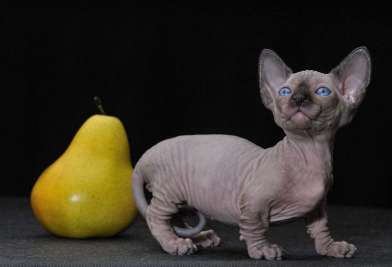 Tüysüz ve Tüy Dökmeyen 5 Kedi Irkı İki Pati