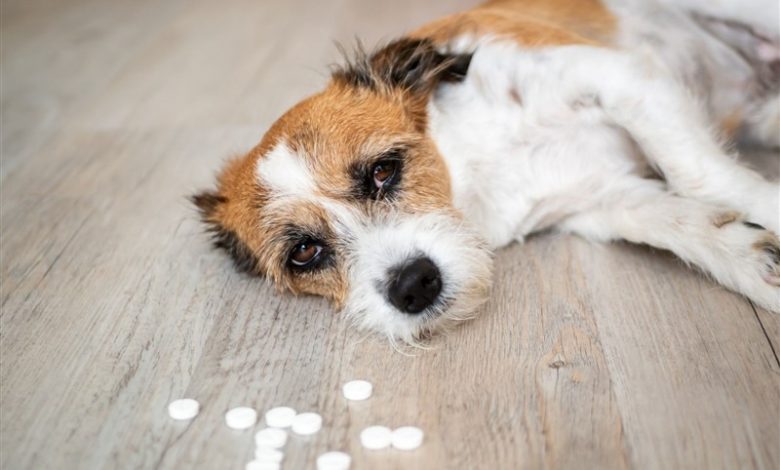 Kopege Aspirin Verilir Mi Kopeklerde Aspirin Zehirlenmesi Iki Pati