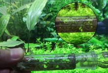 Akvaryumda Kurt ve Solucan Sorunu