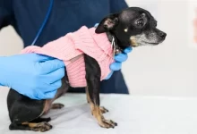 Dişi Köpeklerde Vajinal Akıntı