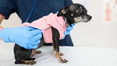 Dişi Köpeklerde Vajinal Akıntı