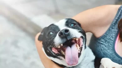 Köpeklerde Ağız Kokusu