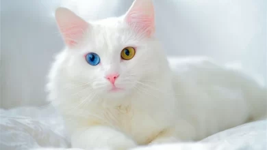 Beyaz Kedi Irkları