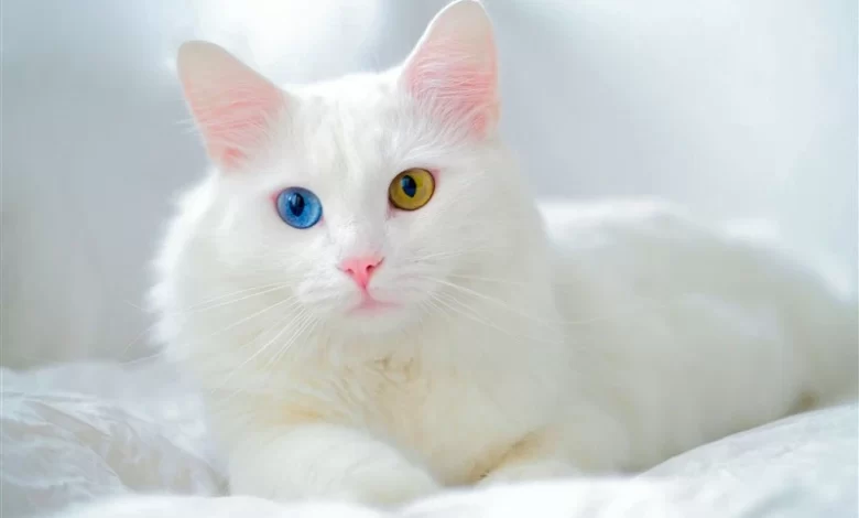 Beyaz Kedi Irkları