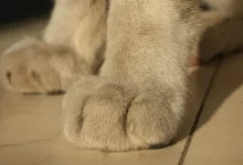 Kedi ve Köpeklerde Topallama