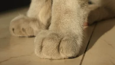 Kedi ve Köpeklerde Topallama