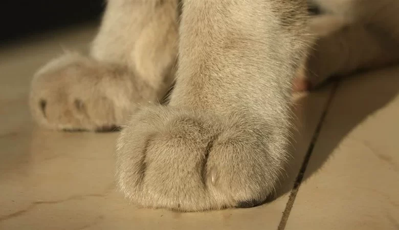 Kedi ve Köpeklerde Topallama