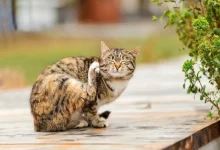 Kedilerde Kulak Kaşıntısı