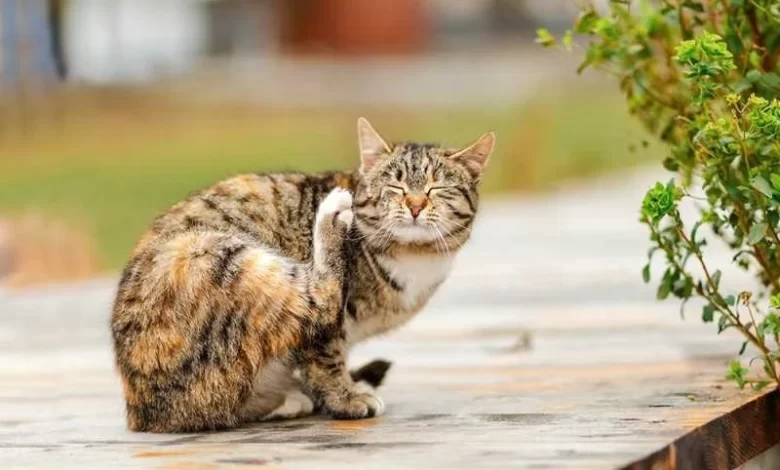 Kedilerde Kulak Kaşıntısı