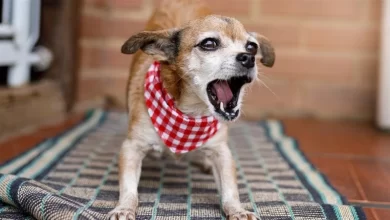 Köpeklerde Aşırı Havlama