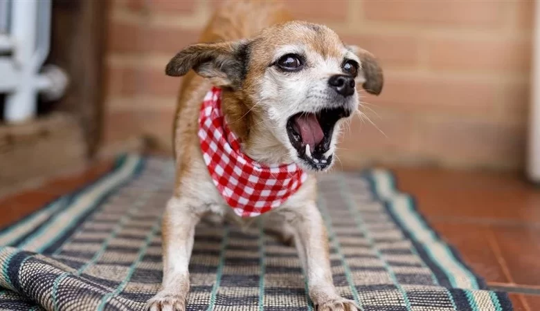 Köpeklerde Aşırı Havlama
