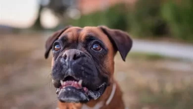 Köpeklerde Öksürük