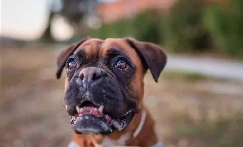 Köpeklerde Öksürük