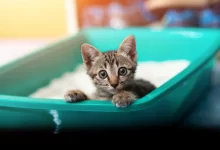 Kedilerde İdrar Yapamama