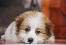 Köpeklerde Kanlı Kusma