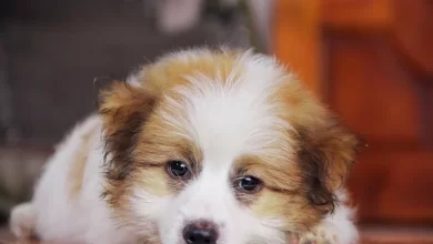Köpeklerde Kanlı Kusma