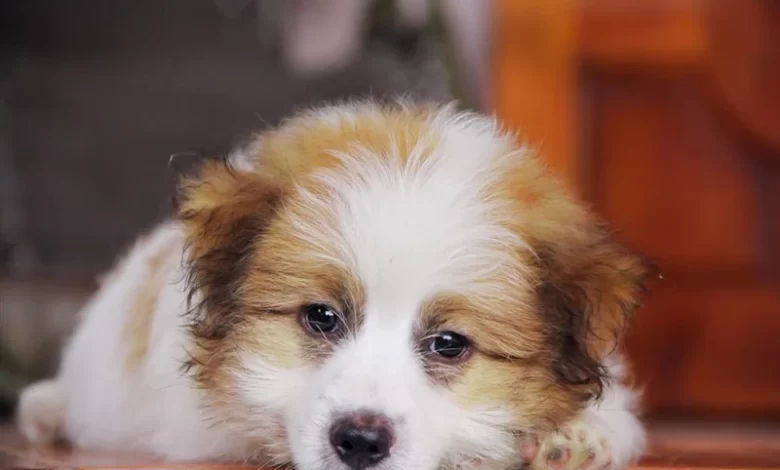 Köpeklerde Kanlı Kusma