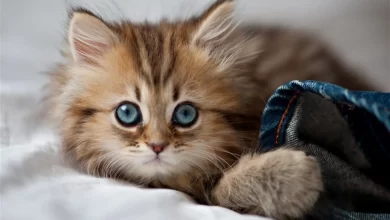 Yavru Kedi İsimleri
