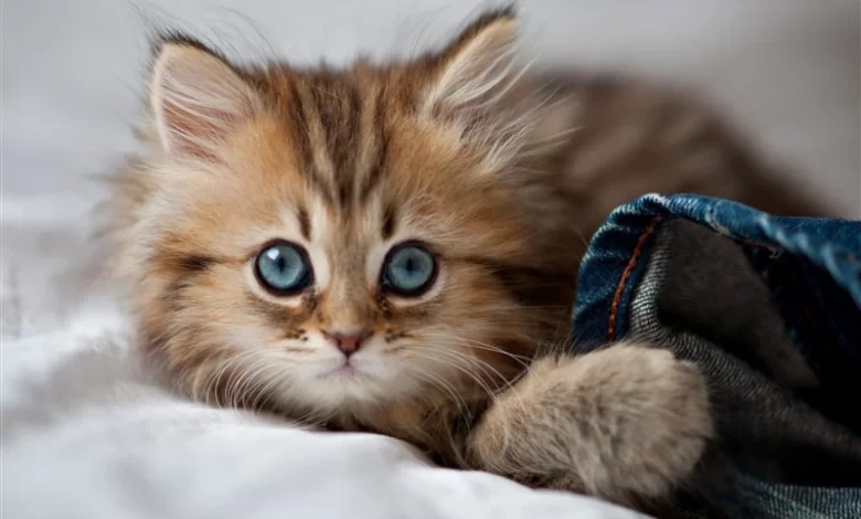 Yavru Kedi İsimleri