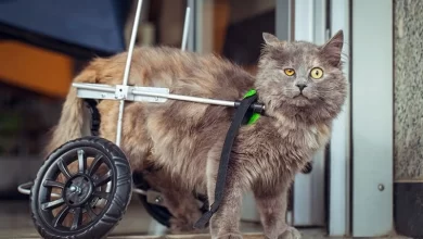 Kedilerde Arka Ayak Tutmaması