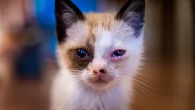 Kedilerde Göz Enfeksiyonu