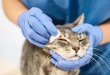 Kedilerde Mantar Hastalığı