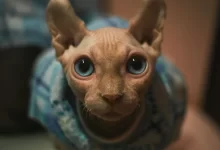 Tüy Dökmeyen Kediler