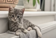 Yavru Kedilerde Hastalık Belirtileri