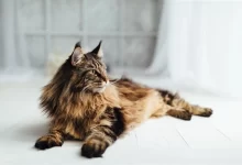 Maine Coon Kedisi