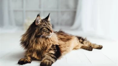 Maine Coon Kedisi
