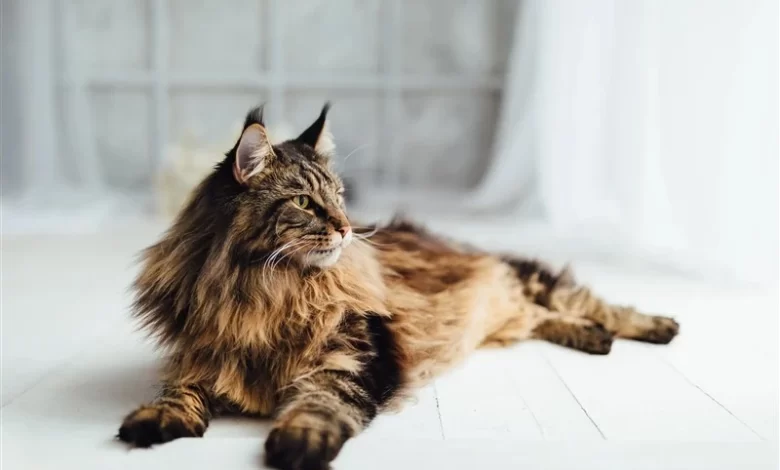 Maine Coon Kedisi
