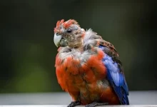 Kuşlarda Deri Enfeksiyonları