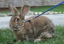 Belçika Dev Tavşanı