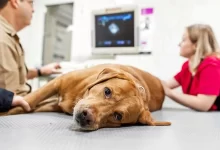 Köpeklerde Akut Böbrek Yetmezliği