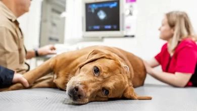Köpeklerde Akut Böbrek Yetmezliği
