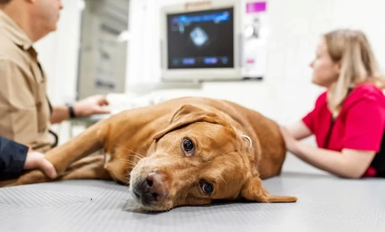 Köpeklerde Akut Böbrek Yetmezliği