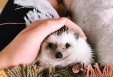 Evcil Kirpi Bakımı