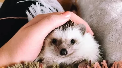 Evcil Kirpi Bakımı