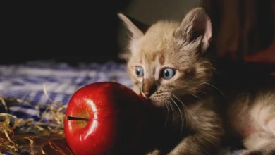 Kedi Elma Yer Mi?