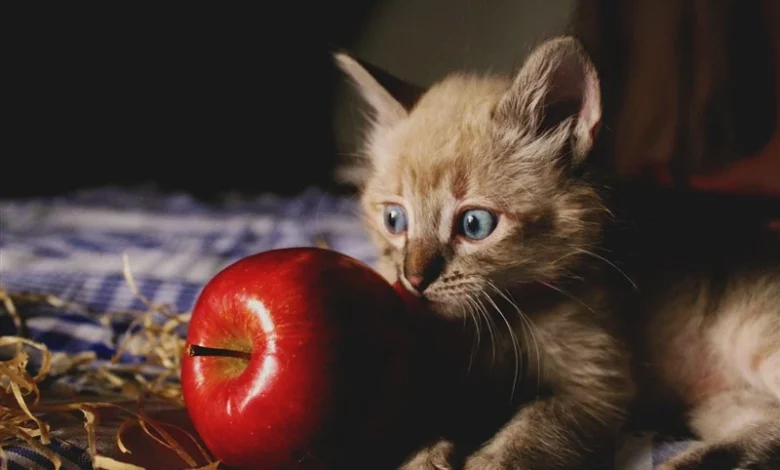 Kedi Elma Yer Mi?