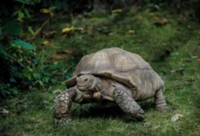 Kaplumbağalar Ne Kadar Yaşar?