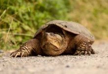 Kaplumbağalarda Uyku