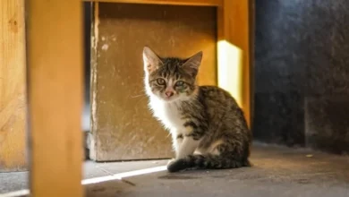 Yavru Kedi