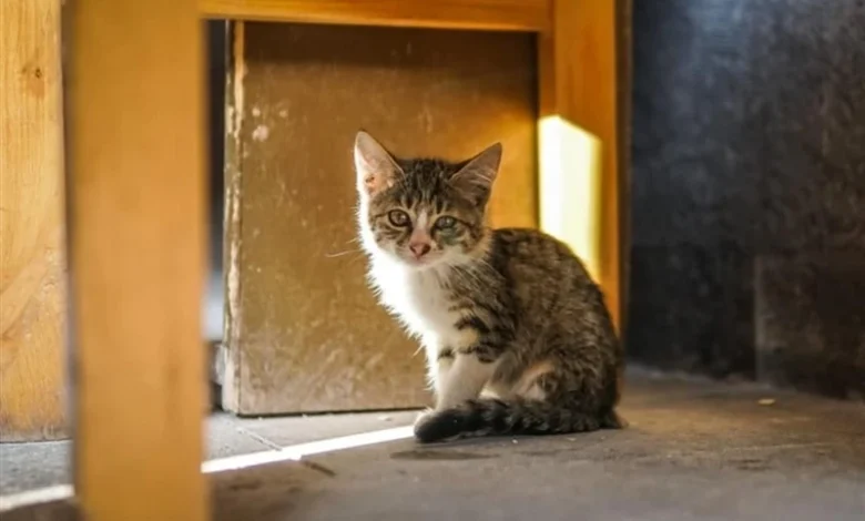 Yavru Kedi