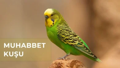 Muhabbet Kuşu