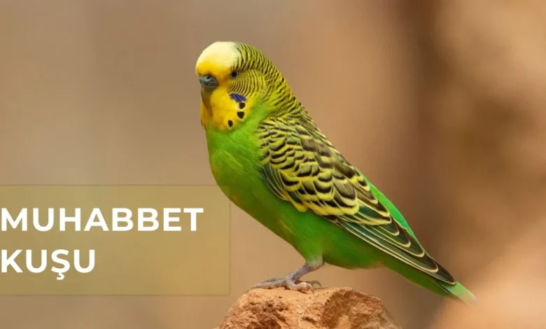 Muhabbet Kuşu